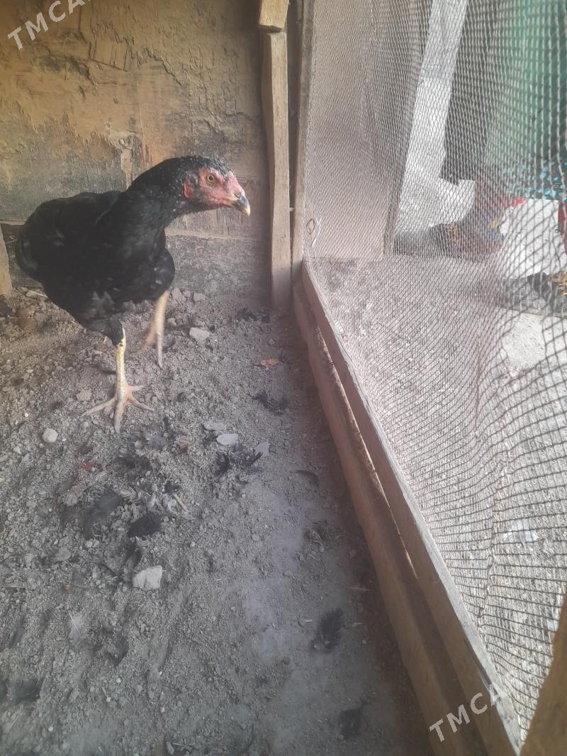 towuk - Фарап - img 2