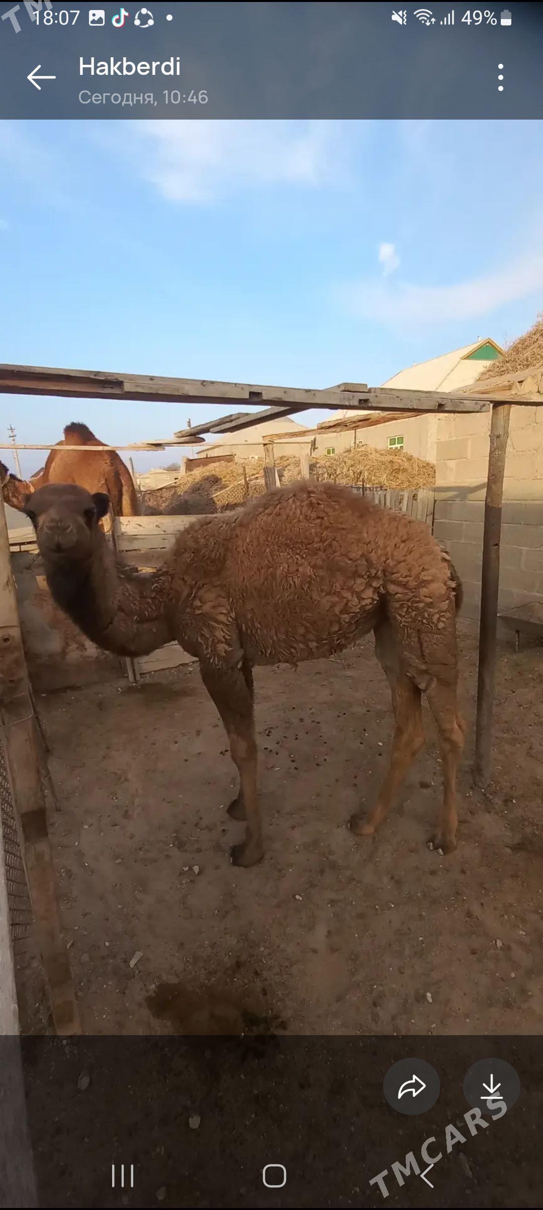 Duye kosekli - Гумдаг - img 2