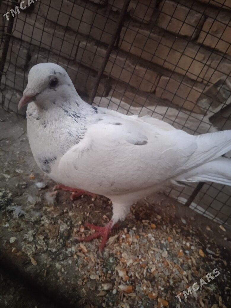 kepder - Туркменабат - img 3