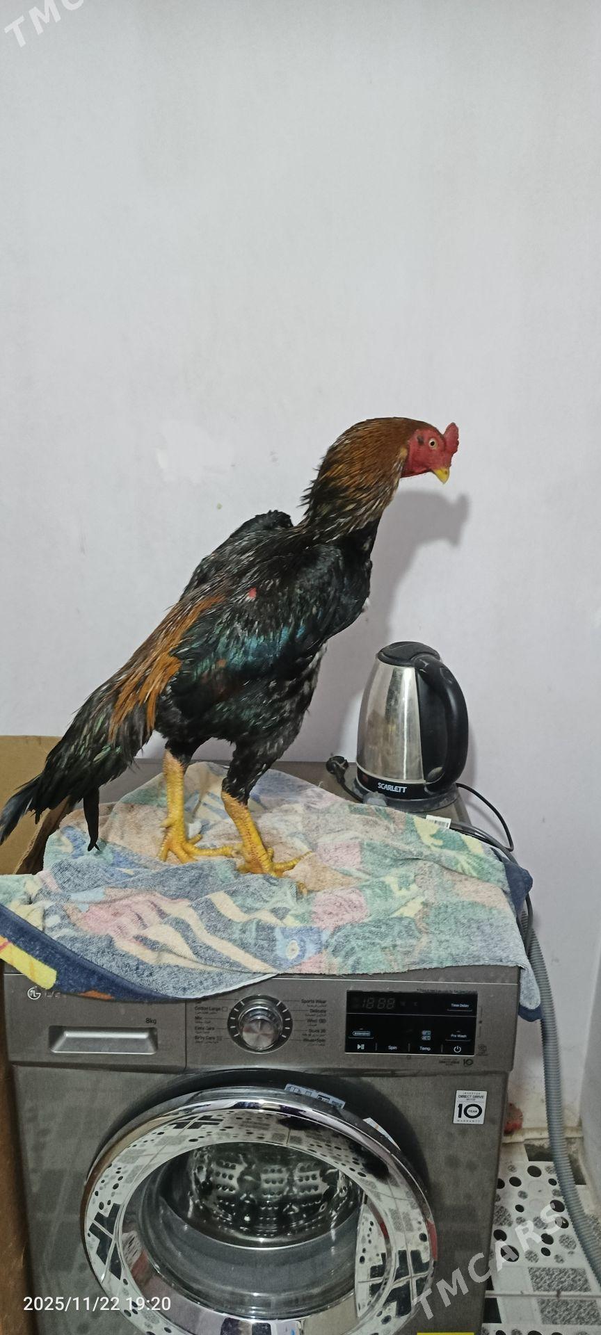 horaz - Керки - img 4