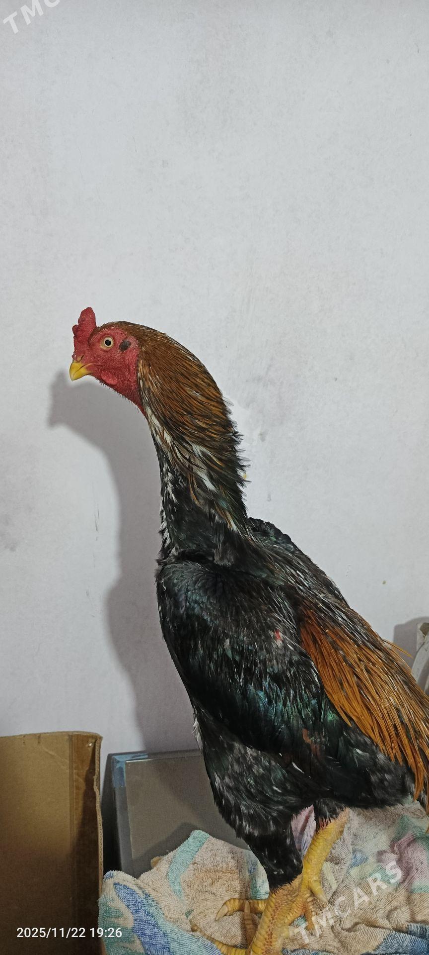 horaz - Керки - img 2