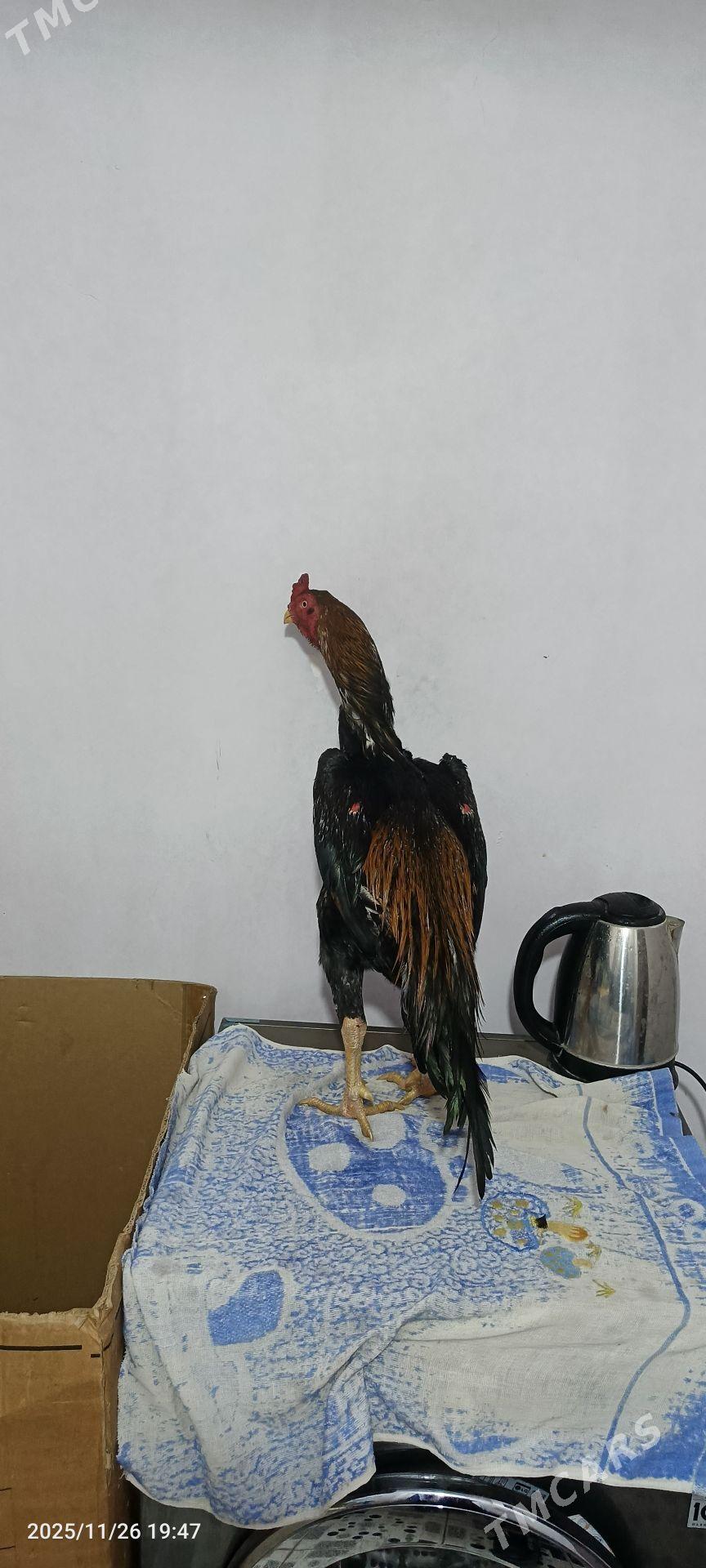 horaz - Керки - img 5