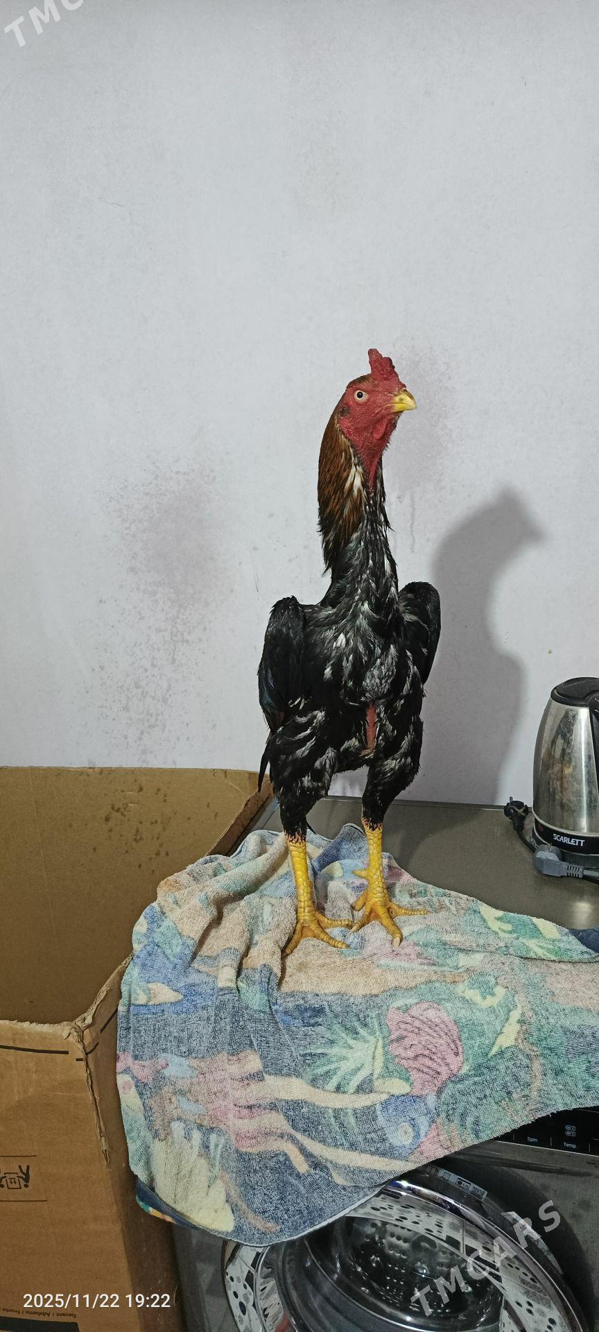 horaz - Керки - img 3