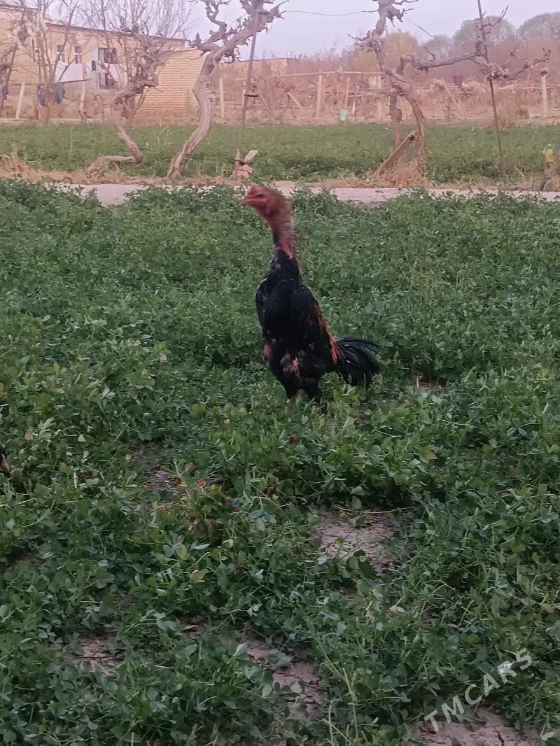 horaz - Дянев - img 4