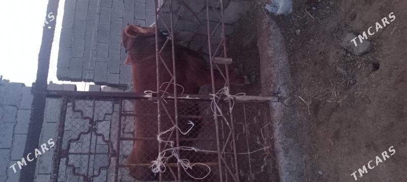 öküz - Анев - img 3