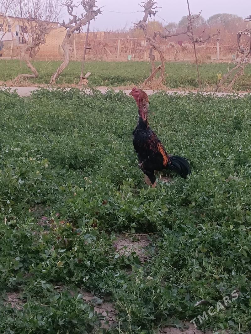 horaz - Дянев - img 2