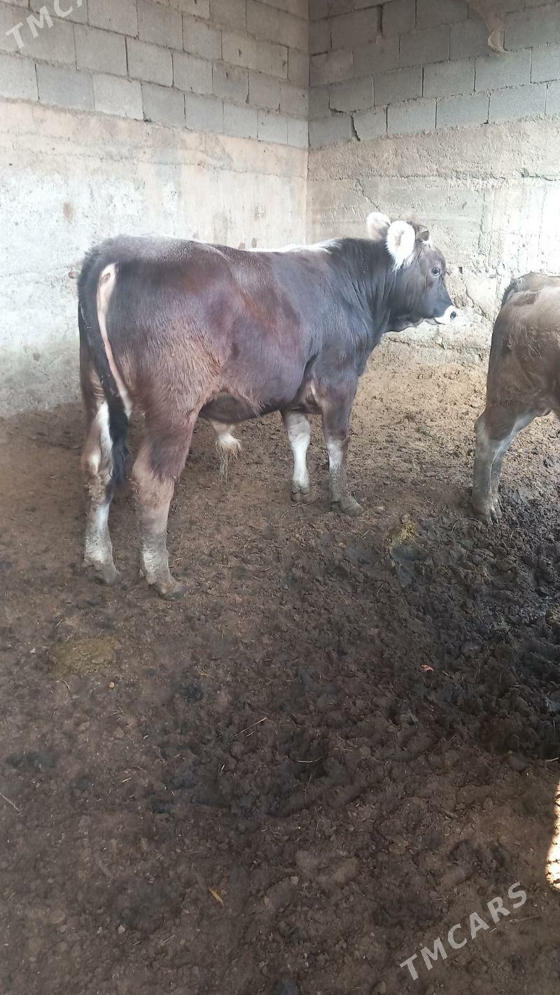 öküz şwes - Bagyr - img 2