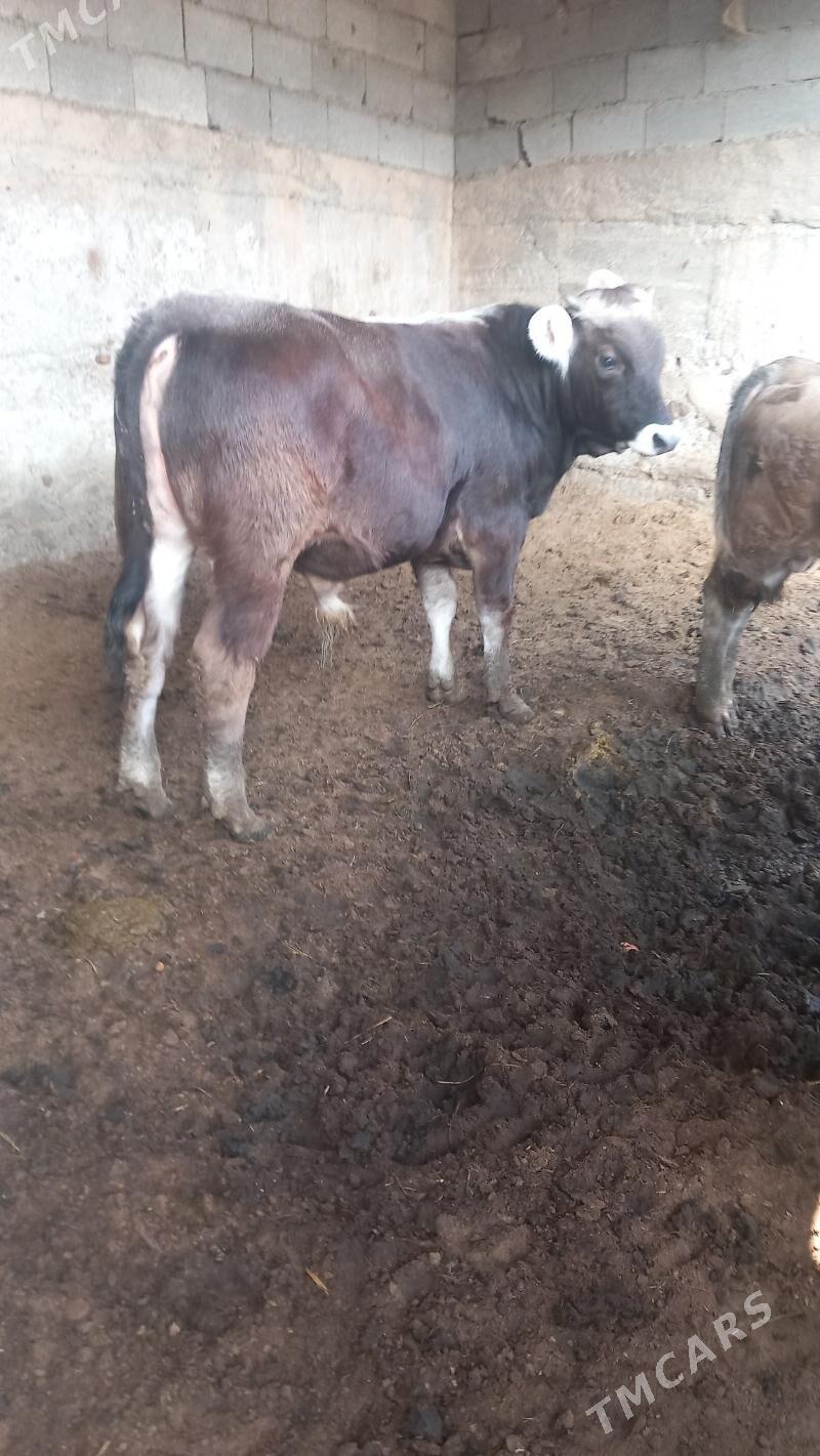 öküz şwes - Bagyr - img 3