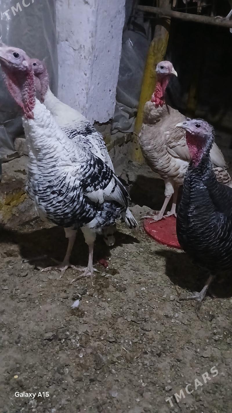 erkek induk - Туркменгала - img 3