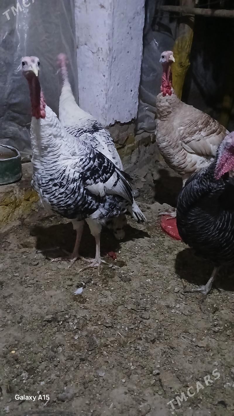 erkek induk - Туркменгала - img 2