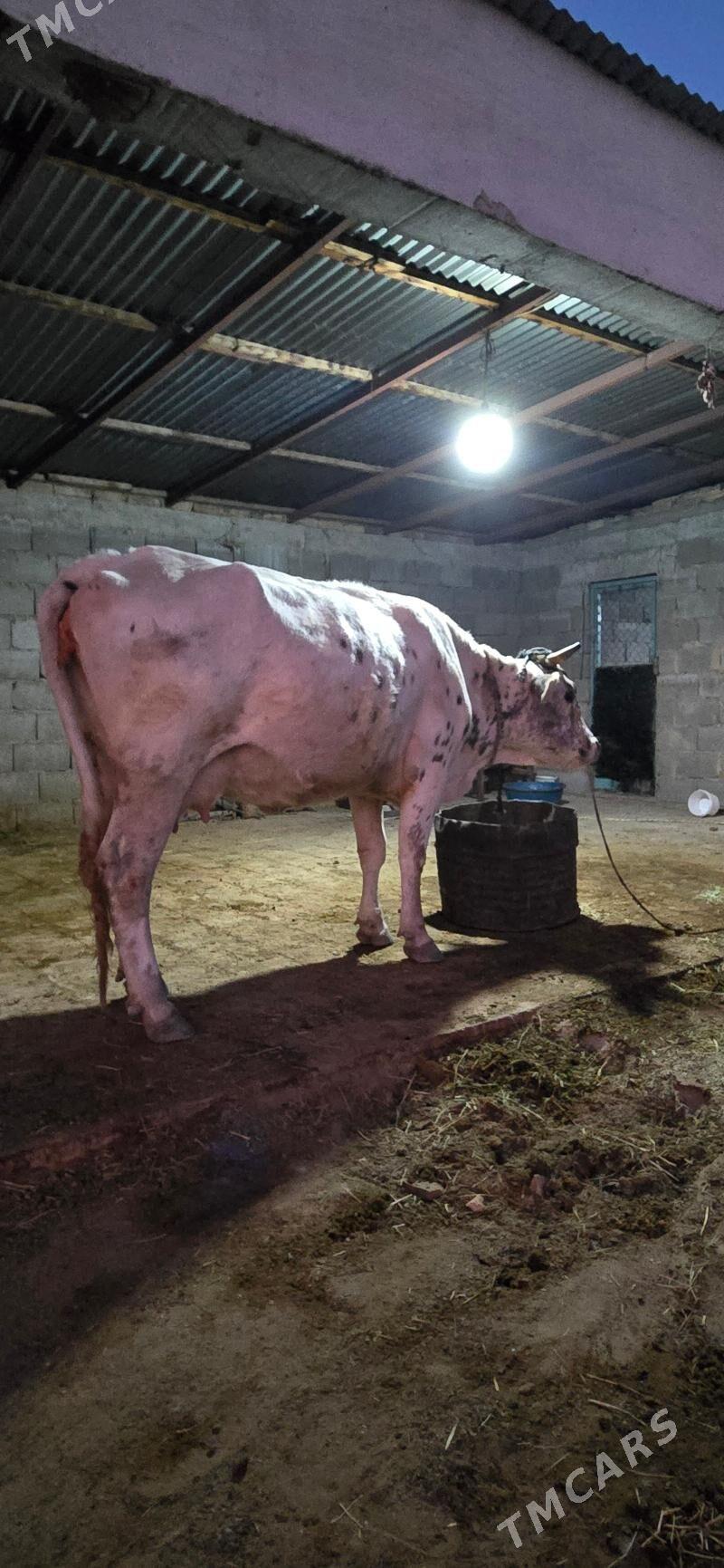 sygr - Gökdepe - img 2