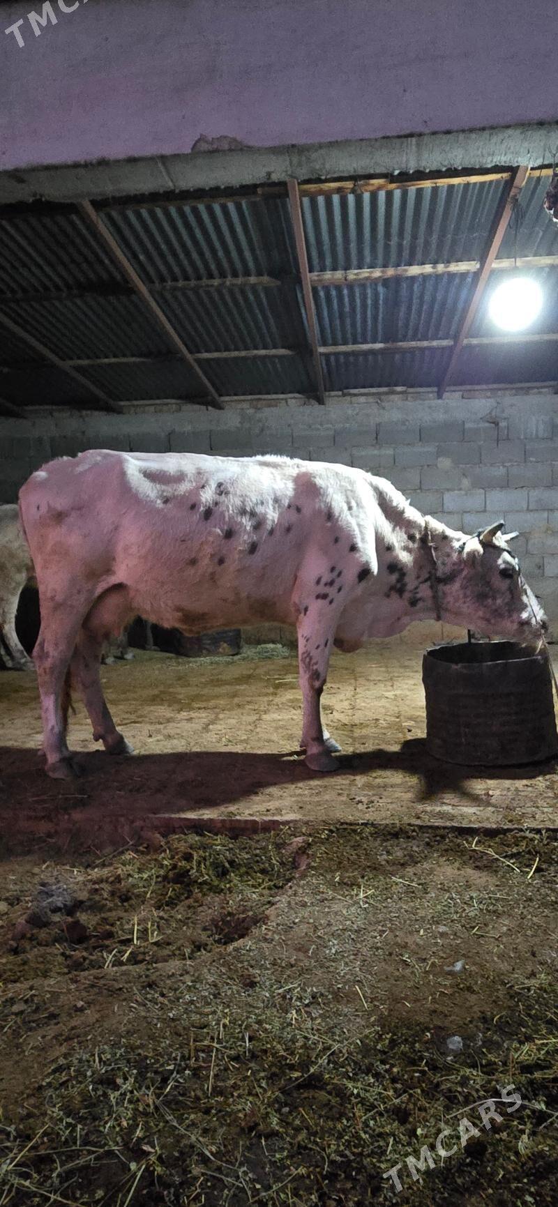 sygr - Gökdepe - img 3