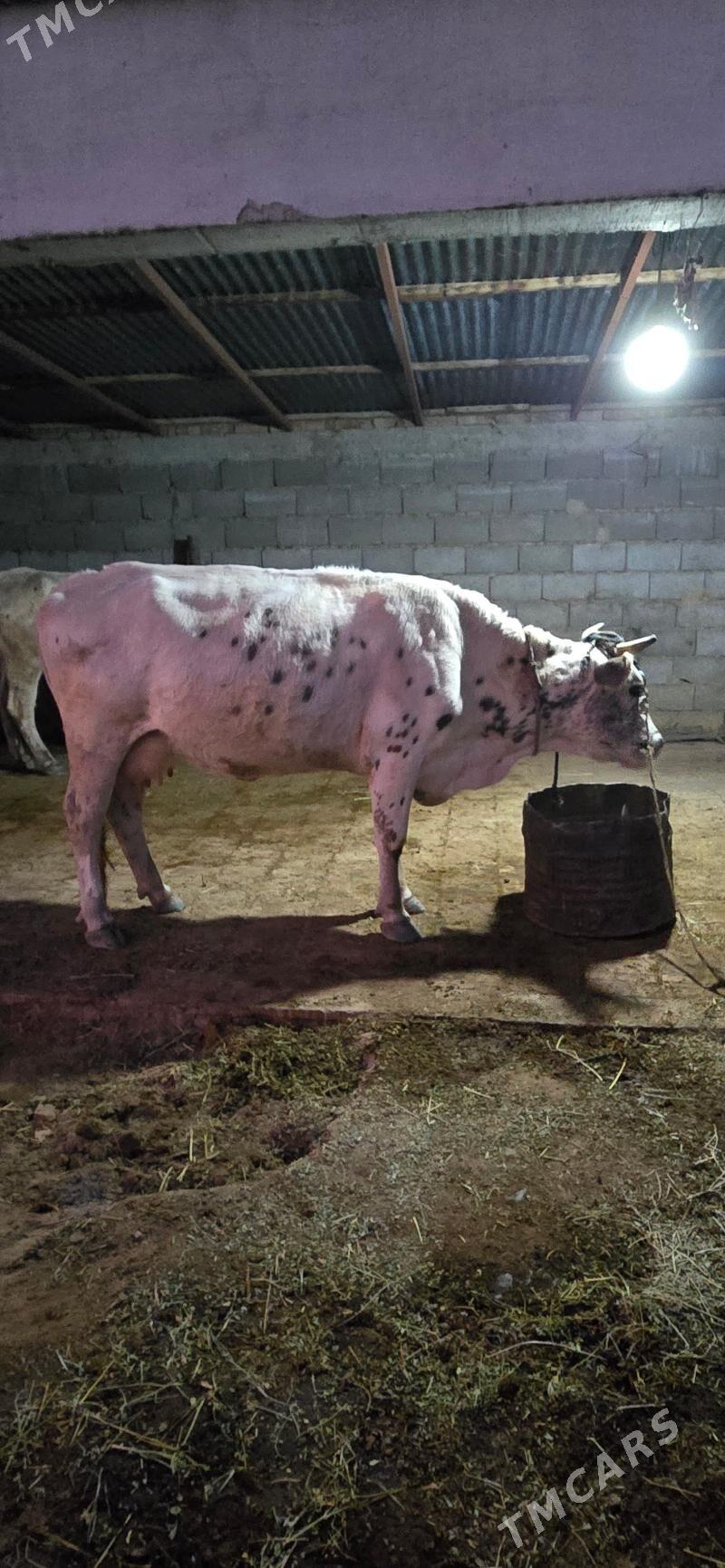 sygr - Gökdepe - img 6