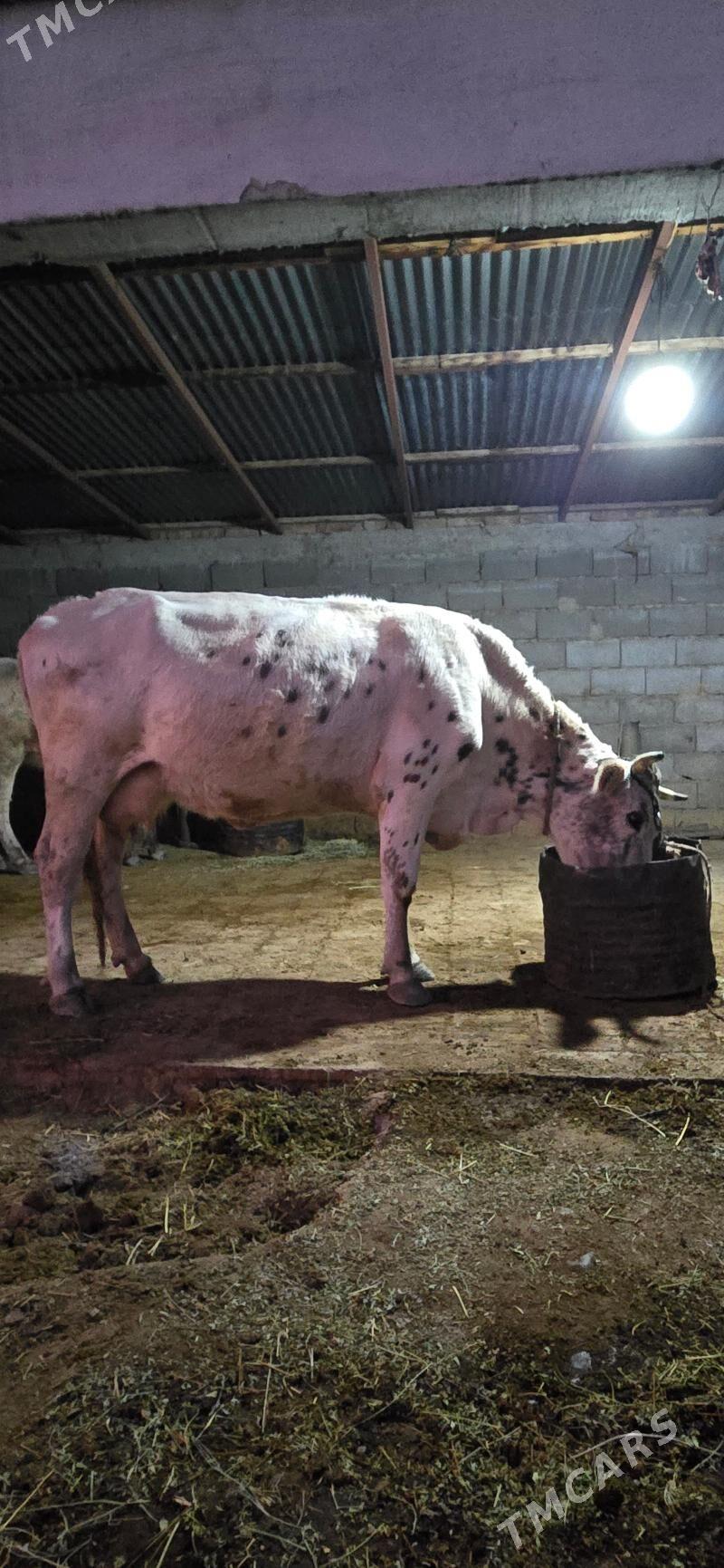 sygr - Gökdepe - img 4