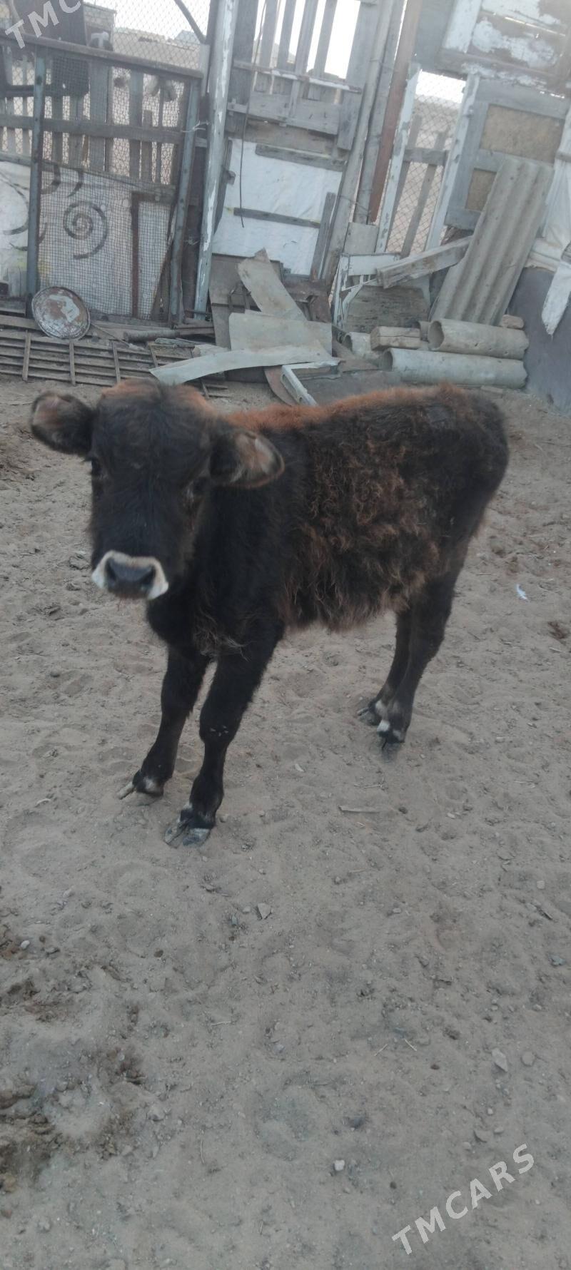 okuzce - Туркменбаши - img 2