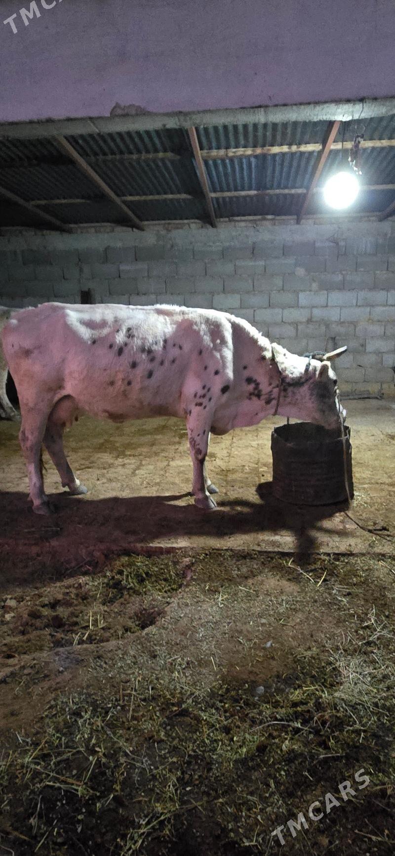 sygr - Gökdepe - img 5