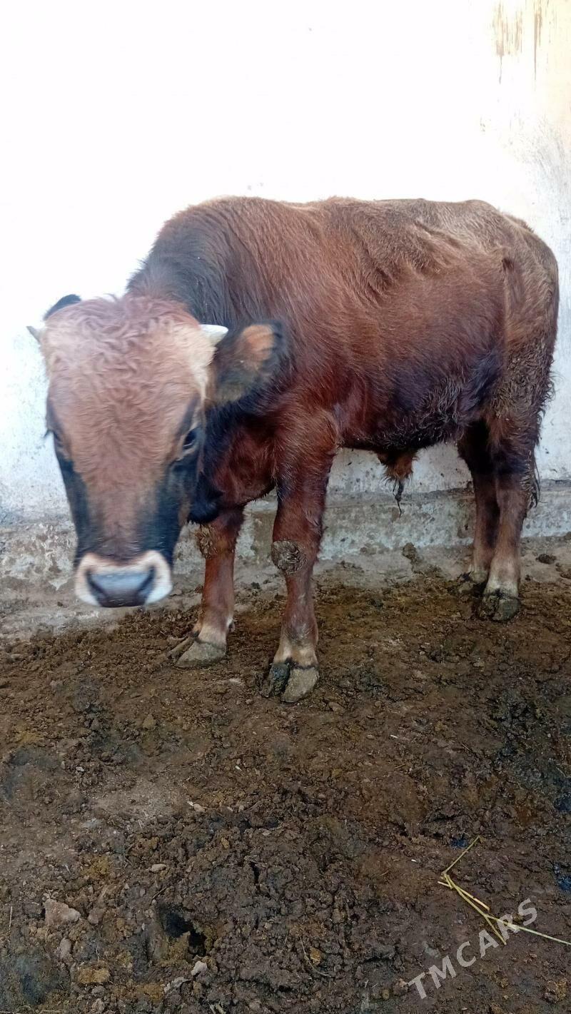 okiz - Гёкдепе - img 6