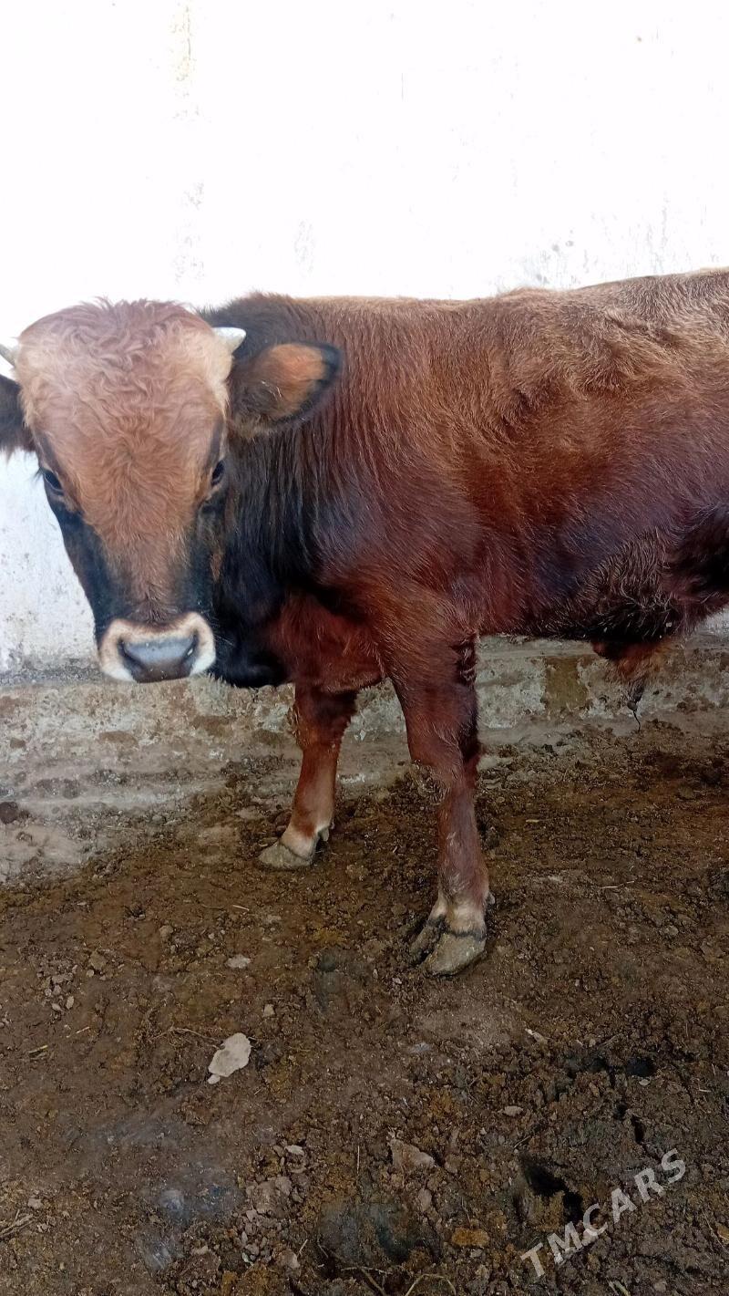 okiz - Гёкдепе - img 3