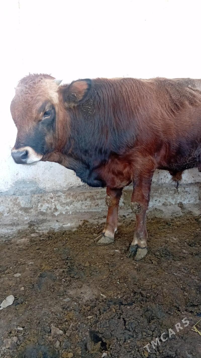 okiz - Гёкдепе - img 5