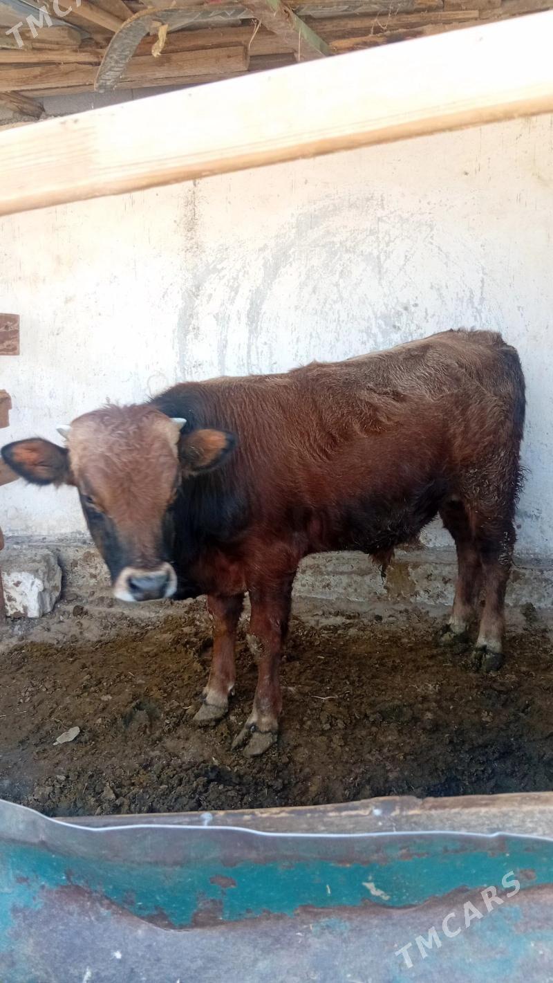 okiz - Гёкдепе - img 2