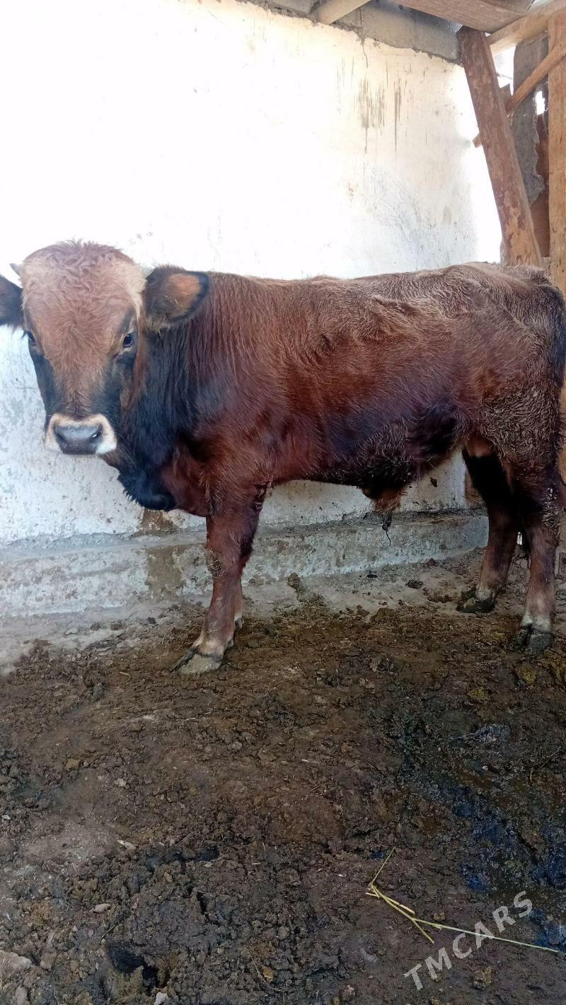 okiz - Гёкдепе - img 4