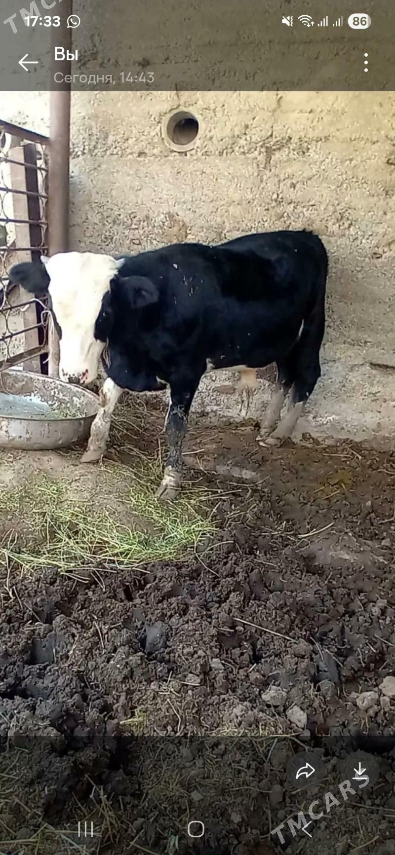 gibrit okuz - Aşgabat - img 2