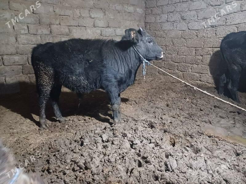 okuz we tuwe - Büzmeýin - img 1