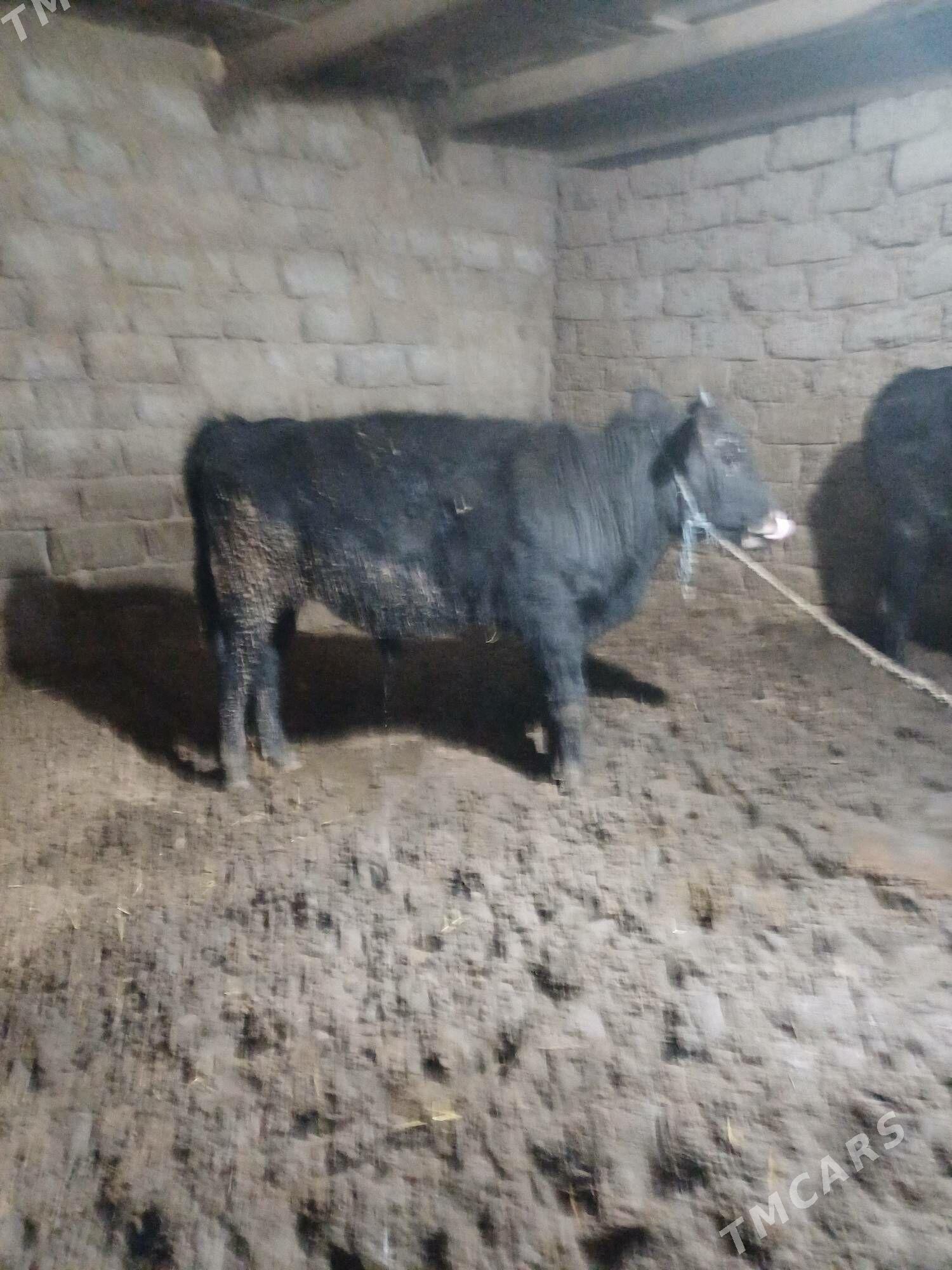 okuz we tuwe - Büzmeýin - img 4