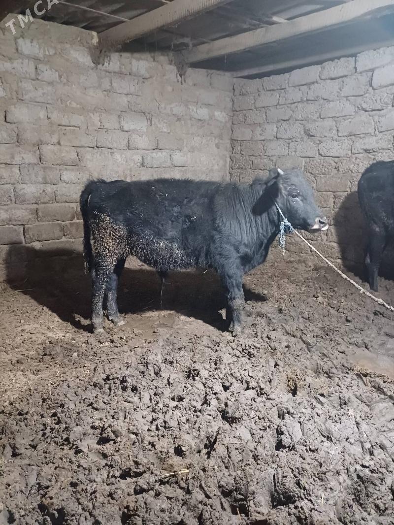 okuz we tuwe - Büzmeýin - img 5