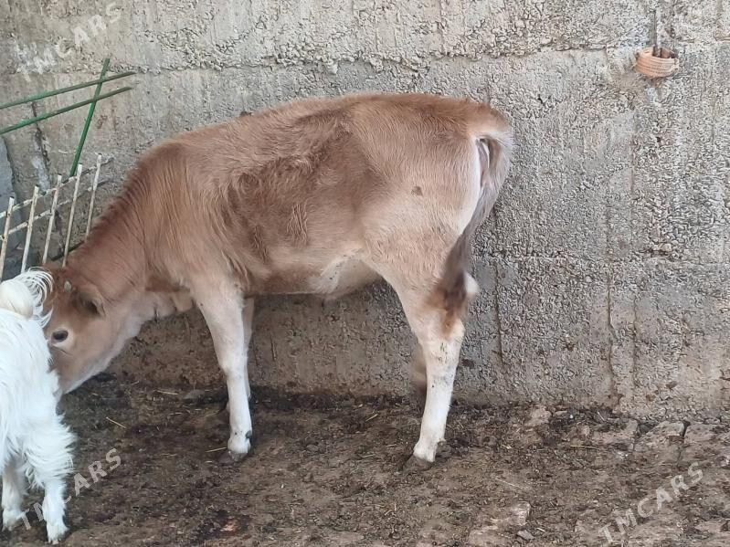 okuz we tuwe - Büzmeýin - img 6