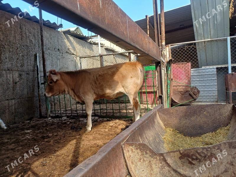 okuz we tuwe - Büzmeýin - img 7