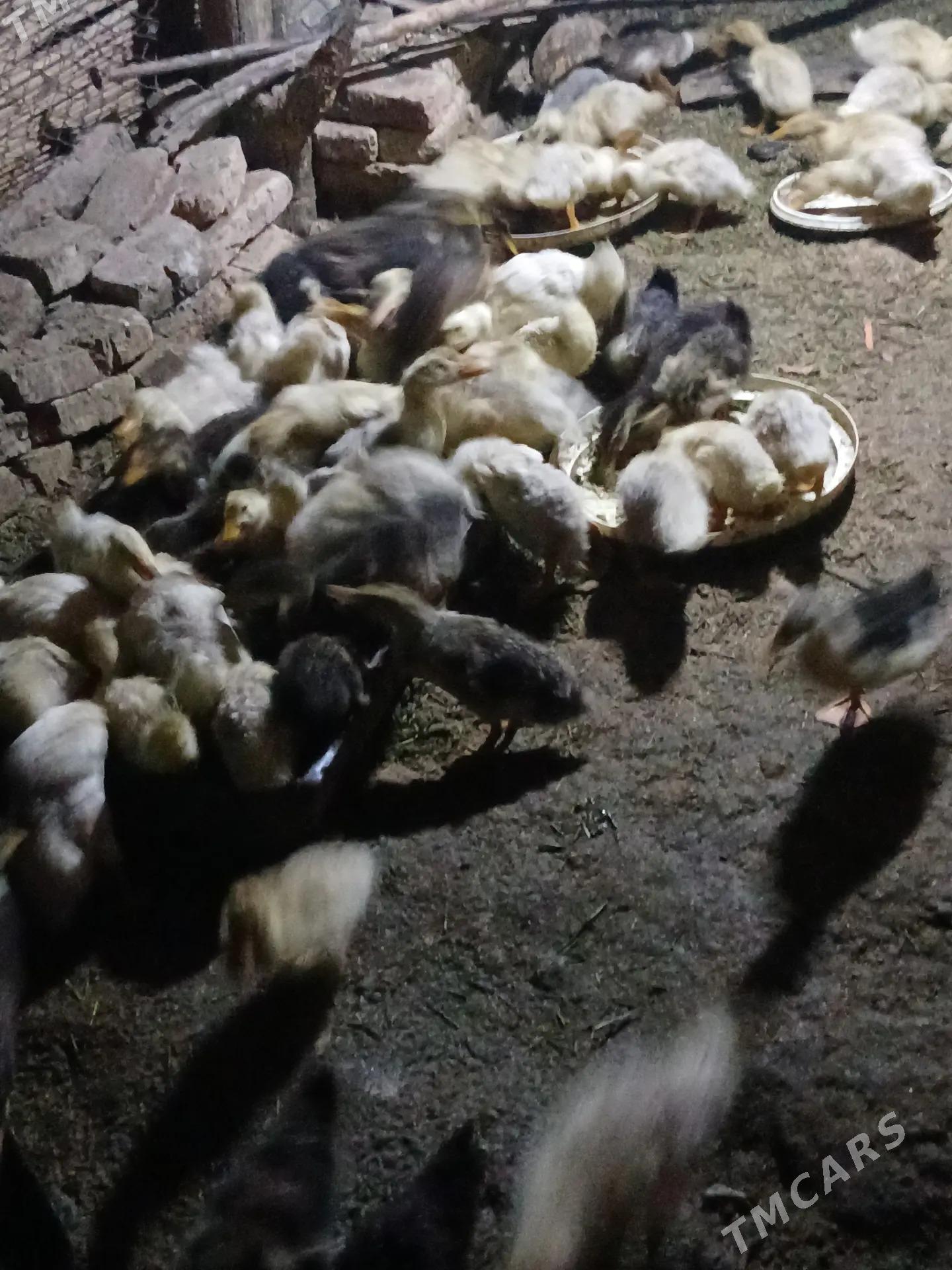 ÖRDEK. JUJE. - Байрамали - img 8