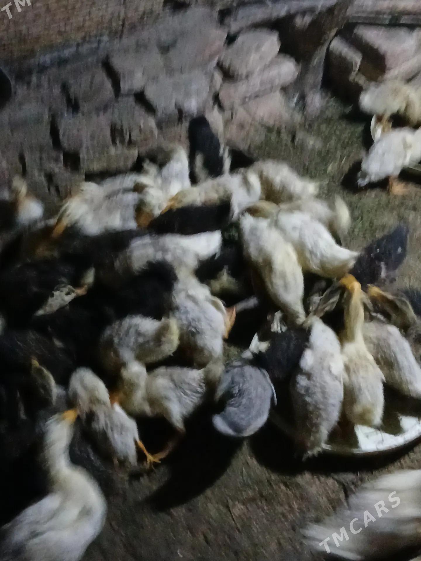 ÖRDEK. JUJE. - Байрамали - img 6