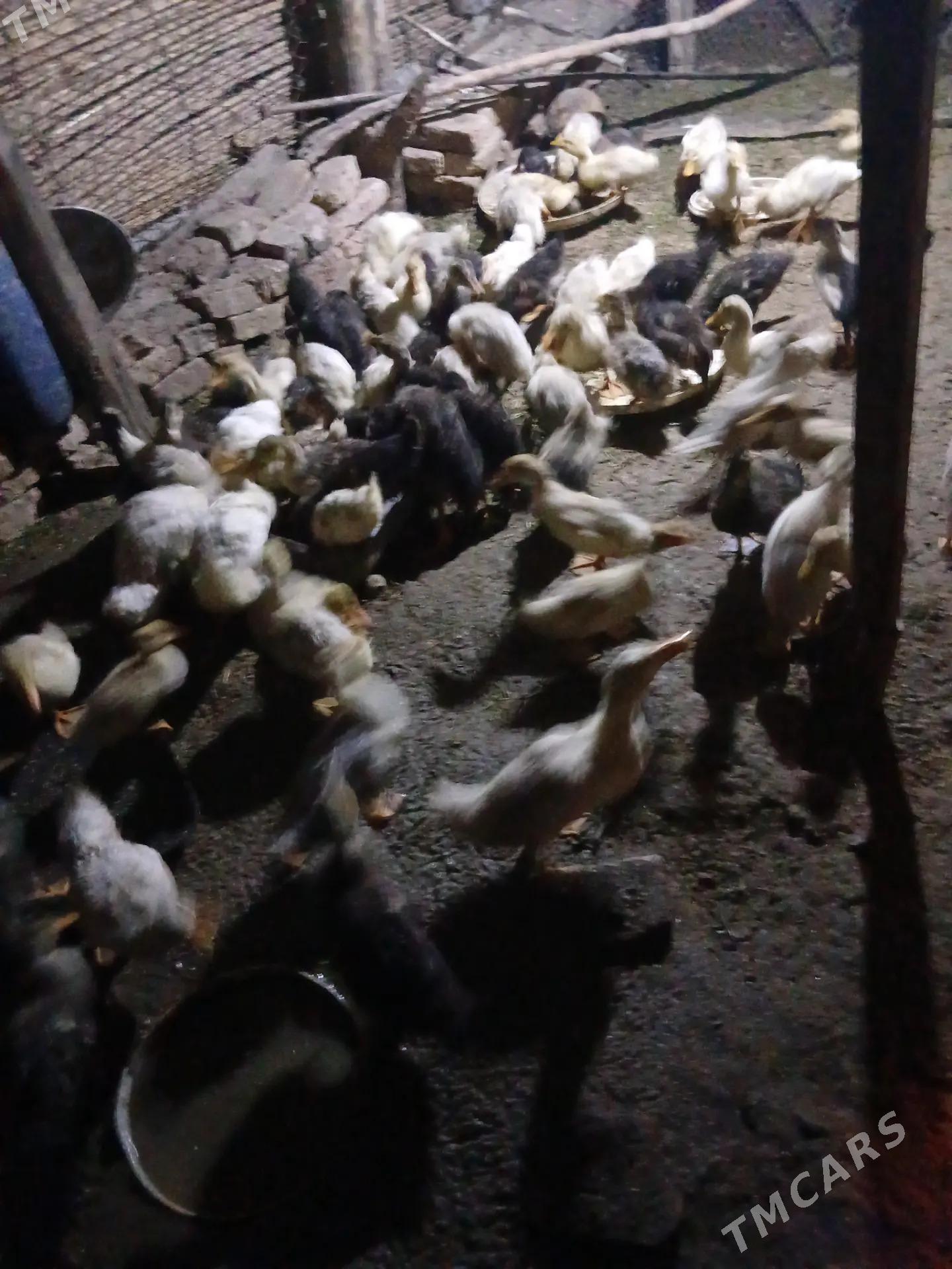 ÖRDEK. JUJE. - Байрамали - img 3