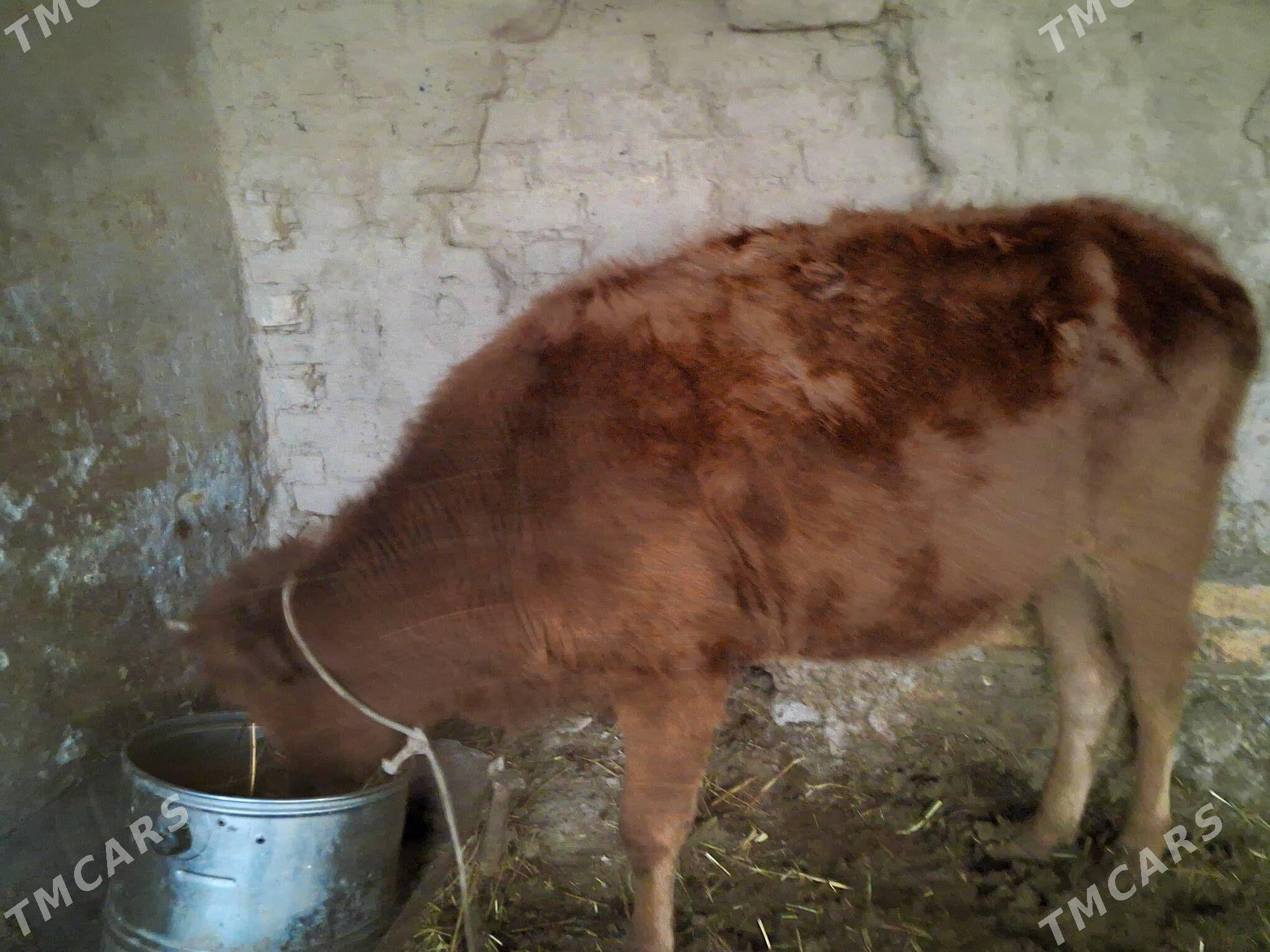 унажын - Türkmenabat - img 3