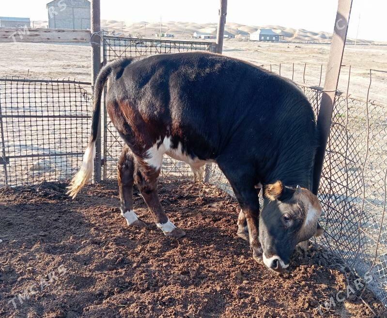 ökûz - Esenguly - img 1