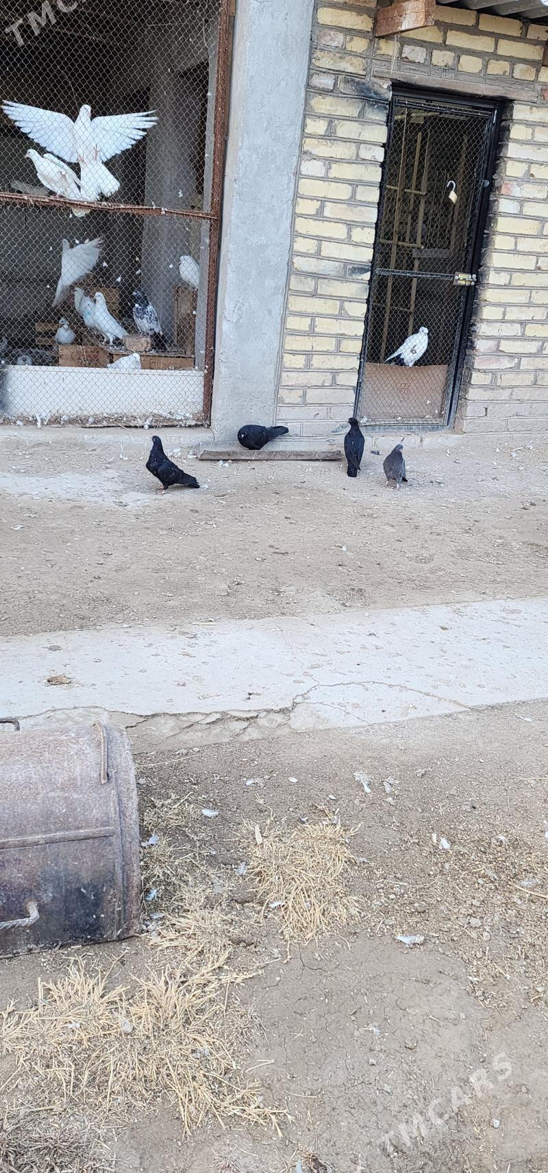 kepderi - Чарджоу - img 4