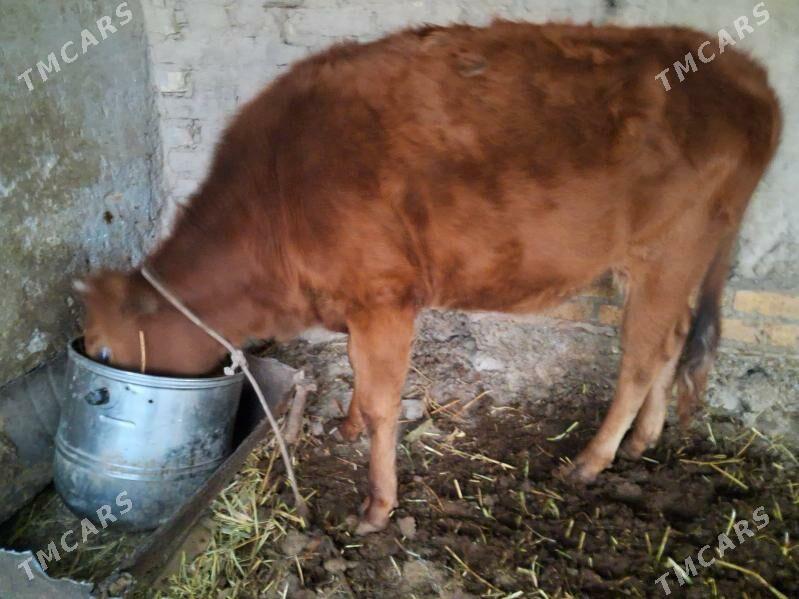 унажын - Türkmenabat - img 4