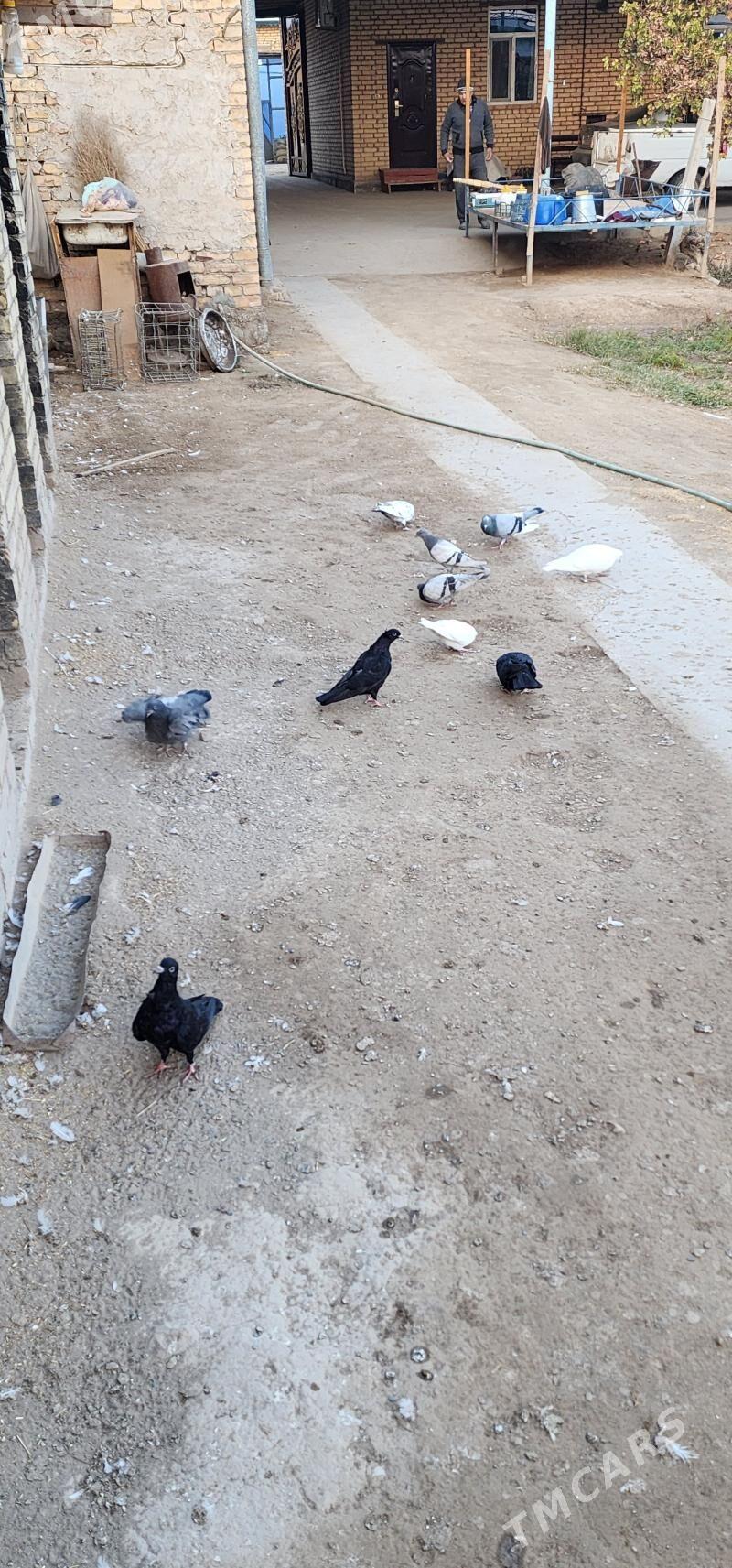 kepderi - Чарджоу - img 3