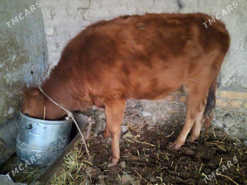 унажын - Türkmenabat - img 1