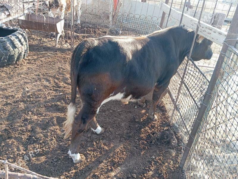 ökûz - Esenguly - img 3