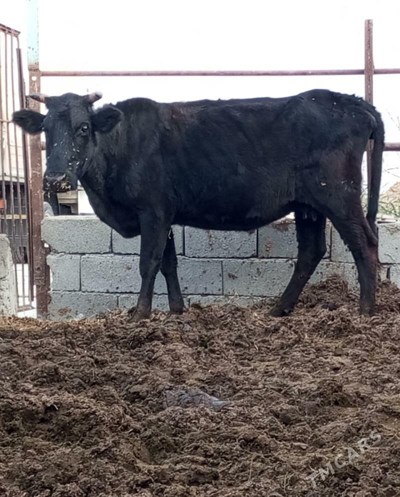 SYGYR - Gökdepe - img 2