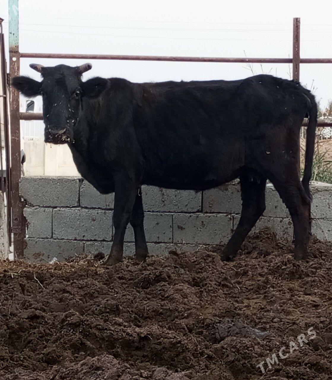 SYGYR - Gökdepe - img 3