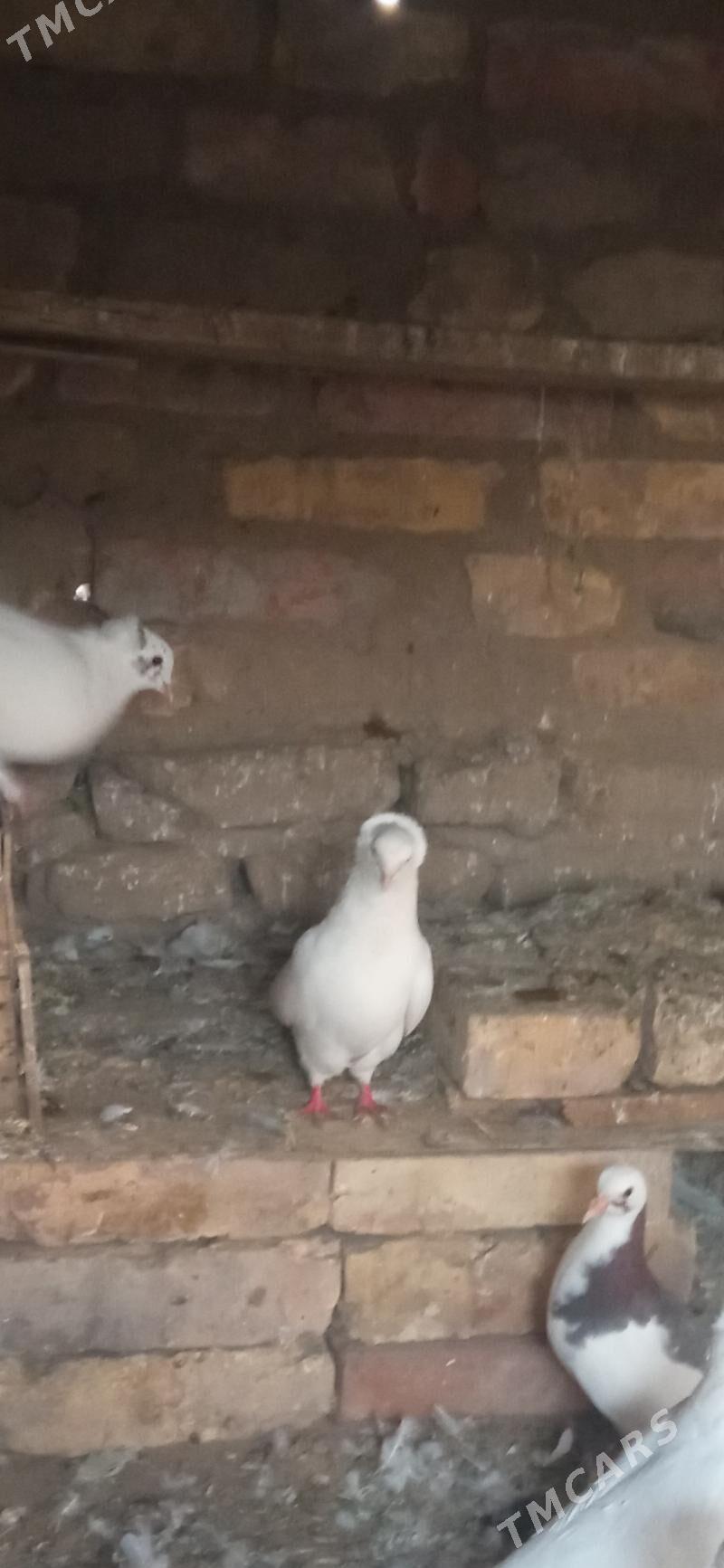 kepderi - Mary - img 3