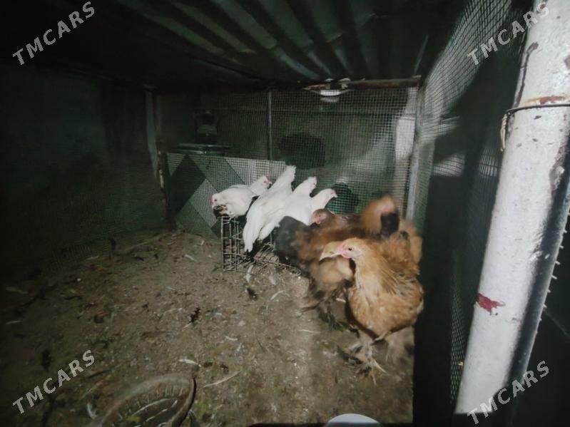 Товук хоразлар. - Туркменабат - img 3