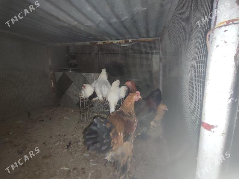 Товук хоразлар. - Туркменабат - img 2