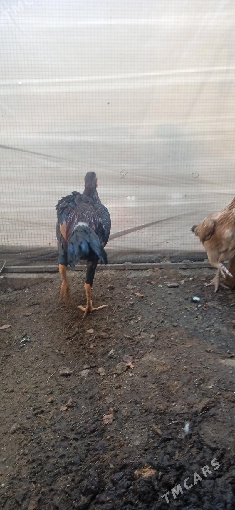 DUŞMAN+ÖZBEK - Фарап - img 7