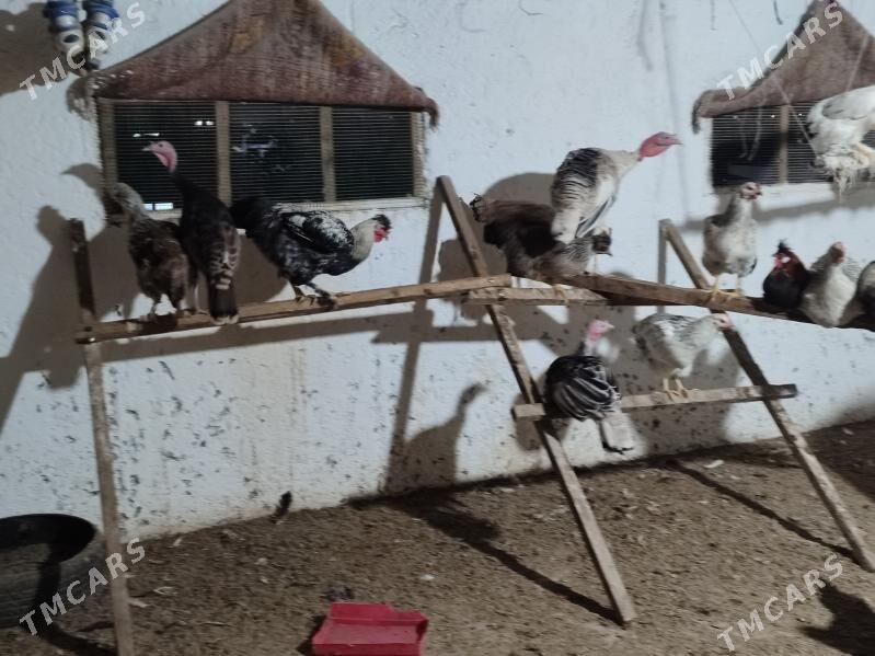 Товук хоразлар. - Туркменабат - img 4