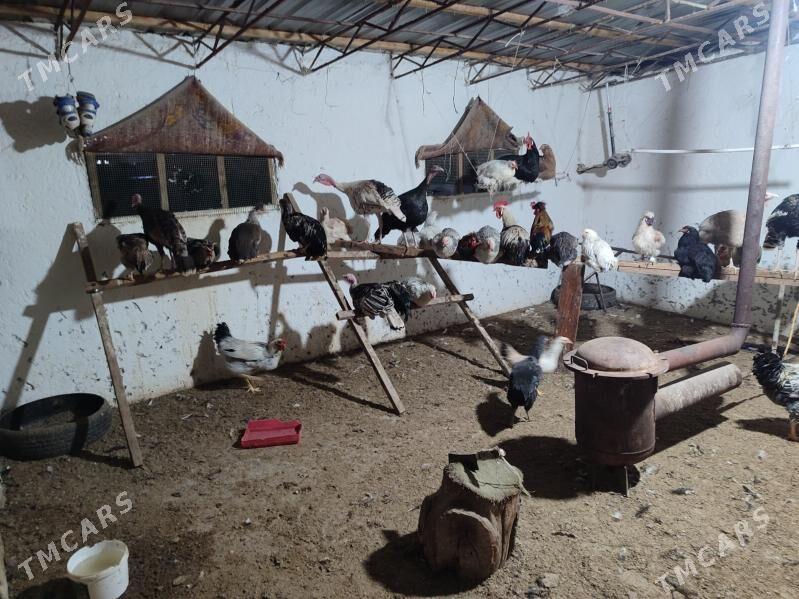 Товук хоразлар. - Туркменабат - img 6