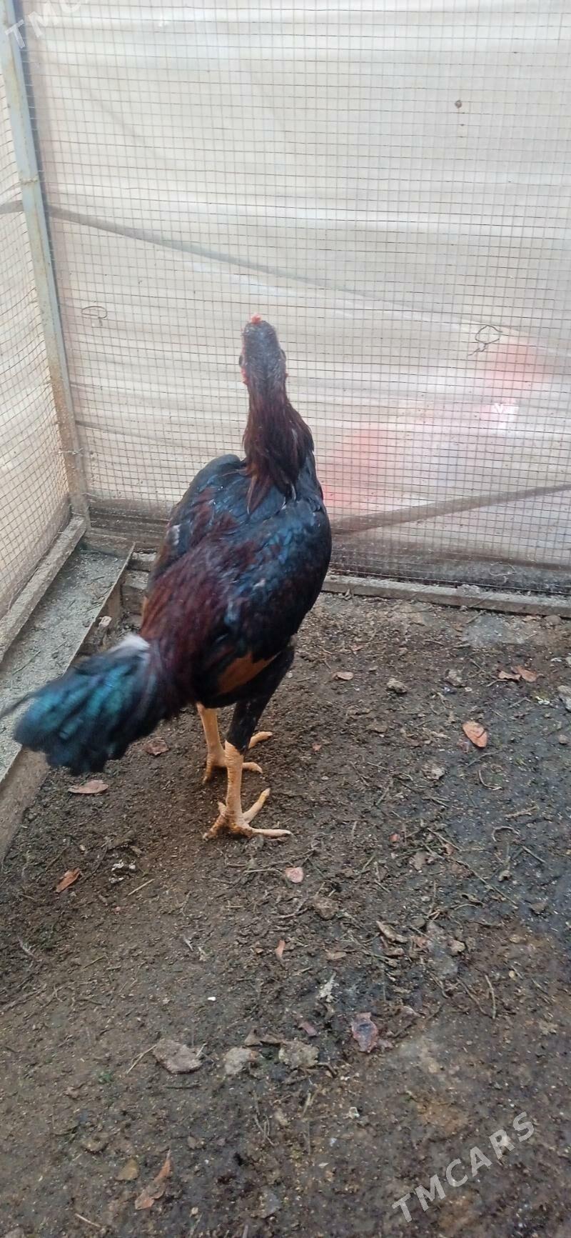 DUŞMAN+ÖZBEK - Фарап - img 5